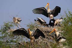 Buntstorch  - Zum Vergroessern klicken!